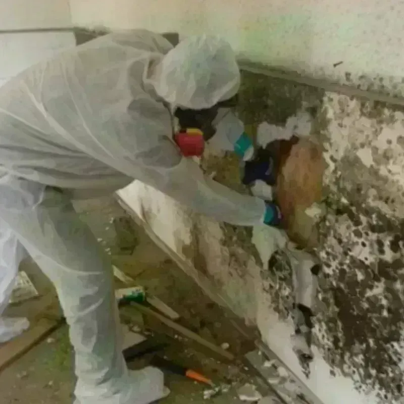 Mold Remediation and Removal in Park County, WY